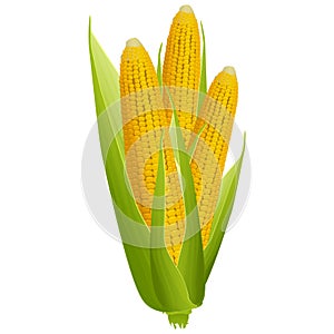 Three ripe corn cobs with golden grains and green leaves isolated on white background. Design element