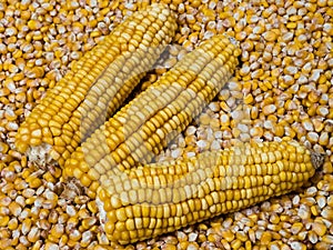 Three ripe ears of corn laid on a layer of harvested kernels