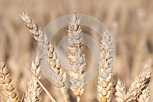 Three ripe ears of golden wheat grow side by side in a wheat field. The background is light