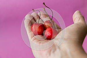 Three ripe fresh cherries with a ponytail in the palm of your hand. Close-up. Purple background. The concept of diet and healthy