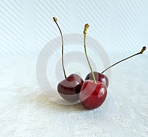 Three Ripe Fresh Red Cherries together on a white background in a summer day