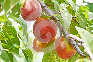 Three Ripe Juicy Peaches Ready for Harvest