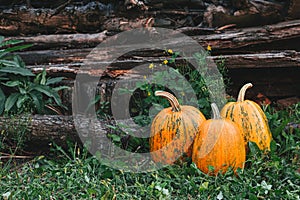 Three ripe orange pumpkins on a grass and rustic background. Thanksgiving card concept