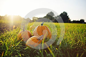 Three ripe pumpkins on a background of a kitchen garden