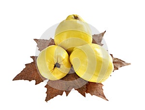 Three ripe quinces on autumn leaf