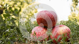 Three ripe red apples on the grass