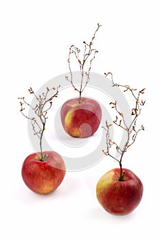 Three ripe red apples with a plant like a tree.