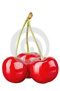 Three ripe red cherries on a stalk. Isolated on white background