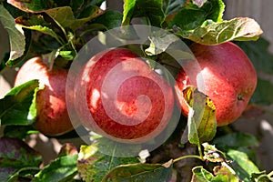 Three ripe red cox apples, ready for picking