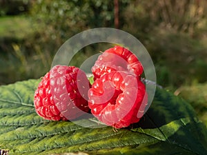 Three ripe red raspberries Rubus idaeus on a green leaf  with nature background