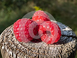 Three ripe red raspberries Rubus idaeus on the wooden pole with nature background