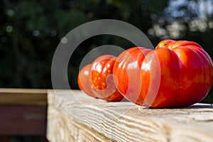 Three ripe red and white tomatoes