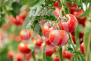 Three ripe tomatoes on green branch.