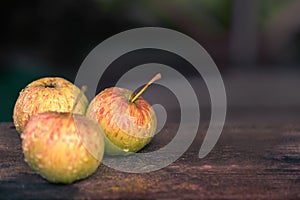 Three ripe wet apples on bench in garden autumn rain