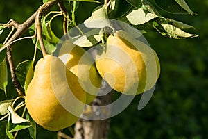 Three ripe yellow pears on a branch against the background of leaves