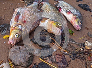 Three river fish on the sand on a summer evening on the city shore