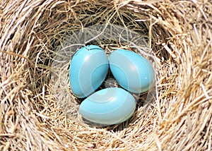 Three Robin Eggs