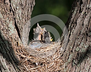 Three Robins in a Nest