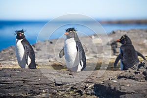 Three Rockhopper Penguins in colony
