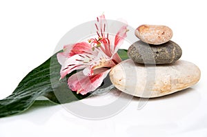 Three rocks, leaf and flower