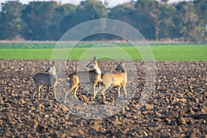 Three roe deer standing on agricultural crop field. Capreolus capreolus.