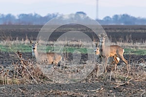 Three roe deer standing on agricultural crop field. Capreolus capreolus.