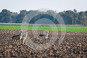 Three roe deer standing on agricultural crop field. Capreolus capreolus.