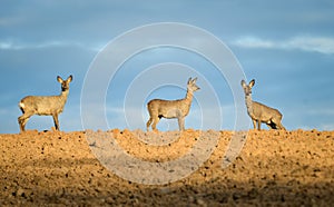 Three roe deers