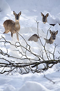 Three Roe Deers (Capreolus capreolus) in the snow