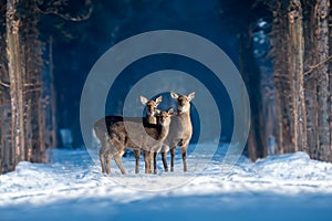 Three roe deers in the winter forest. Animal in natural habitat