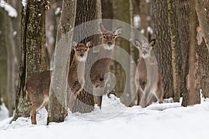 Three roe deers in the winter forest with snowfall. Animal in natural habitat