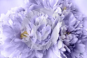 Three romantic peonies in very peri color like art wall picture