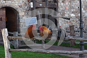 Three Roosters on a Fence