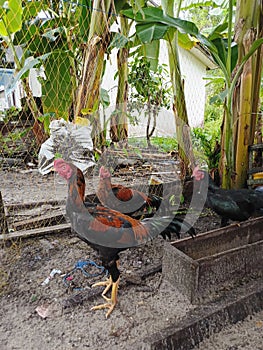 three roosters hunt for wasted food