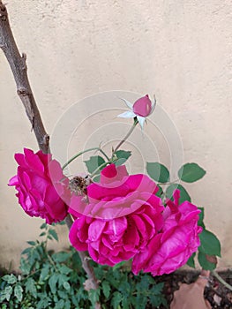 Three Rose flower with beautiful red pedals