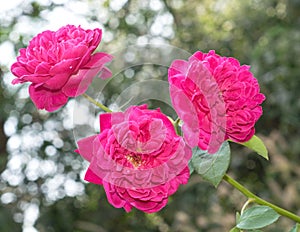 Three Rose flowers