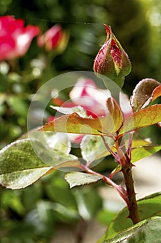 three rose leaves on a stem with a closed rose bud