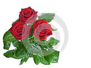 Three rosebud on a white background.