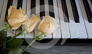 Three roses on black and white piano keys, international womens day, mothers day, romance, love, flowers