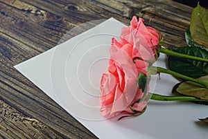 Three roses in corner over paper