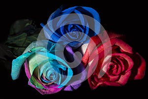 Three Roses, Three Colours