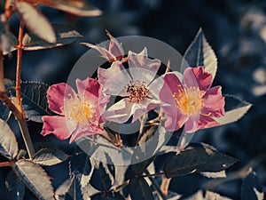 Three roses on the top of bush, adjusted color to vintage tone, in natural condition.