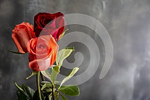 Hermoso un par de salmón rosas dos salmón vistoso rosas uno rosa roja pizarra copiar espacio sobre el la ley 