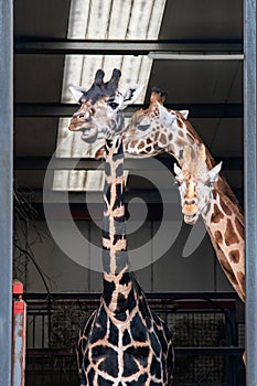 Three Rothschild`s girrafe females in a zoo