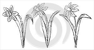 Three rough black and white line sketches of Narcissus flowers