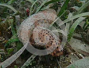 Three - Rowed Sea Cucumber