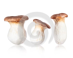 Three Royal oyster mushrooms Pleurotus eryngii isolated on a white background