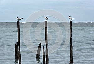 Three Royal Tern seagull on three pillars in the Caribbean Sea in the Guanacaste province, Costa Rica