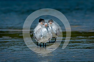 Three royal terns wading in shall