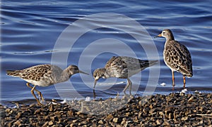 Three Ruffs at Martin Mere